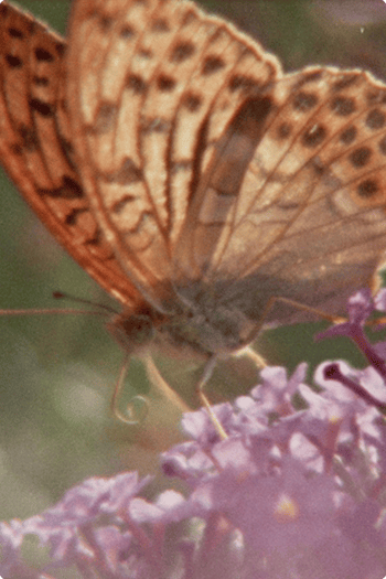 Still from Super Nature showing a butterfly resting on a flower.